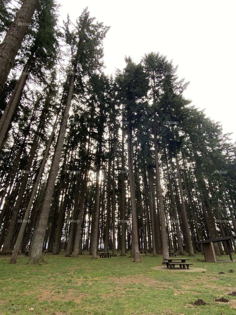 A picnic among the trees