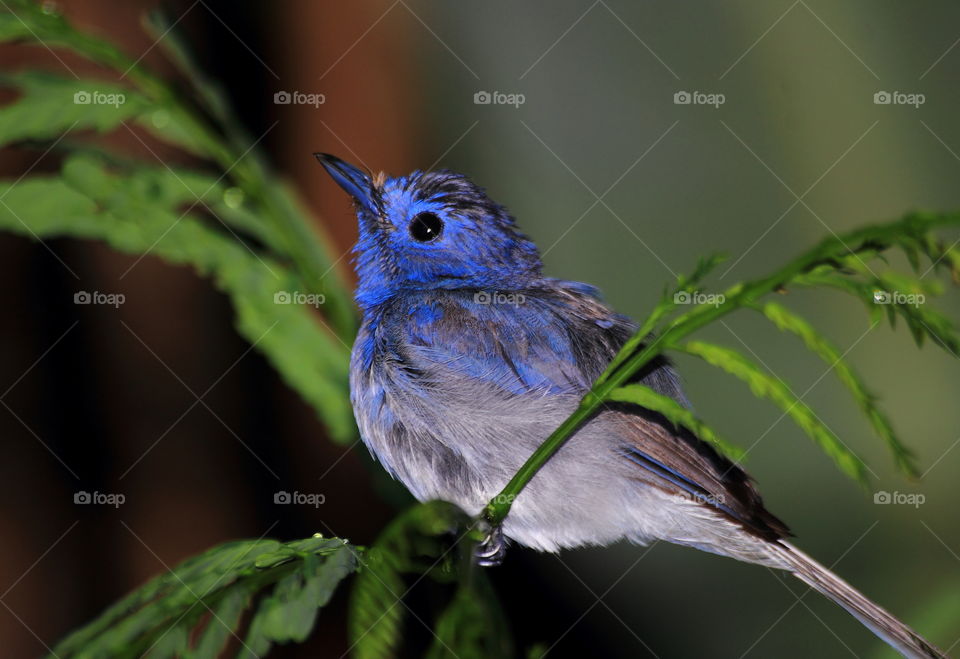 Black naped monarch . Cute bird one visitor to get for rest . The bird sleep for canopy of myrtacea , beetwen the branch of leaf . Felt tropical and wet season at the time may get a reason of it to get early for the nest .