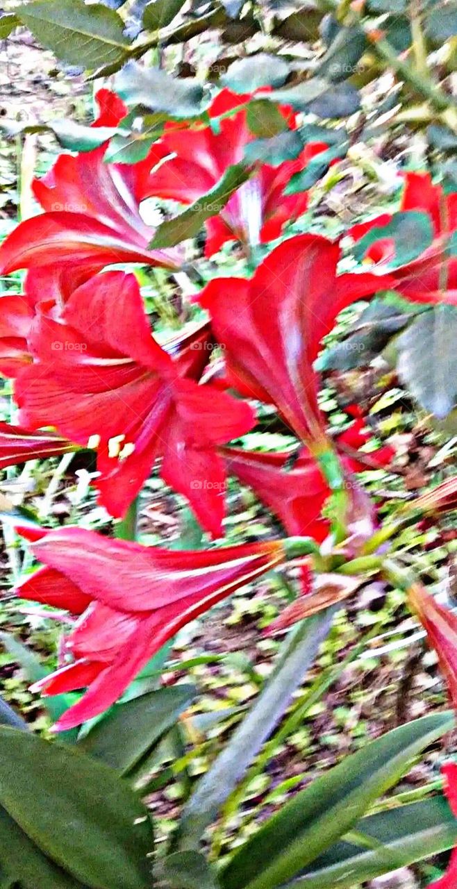 most beautiful and attractive flowers in the garden.