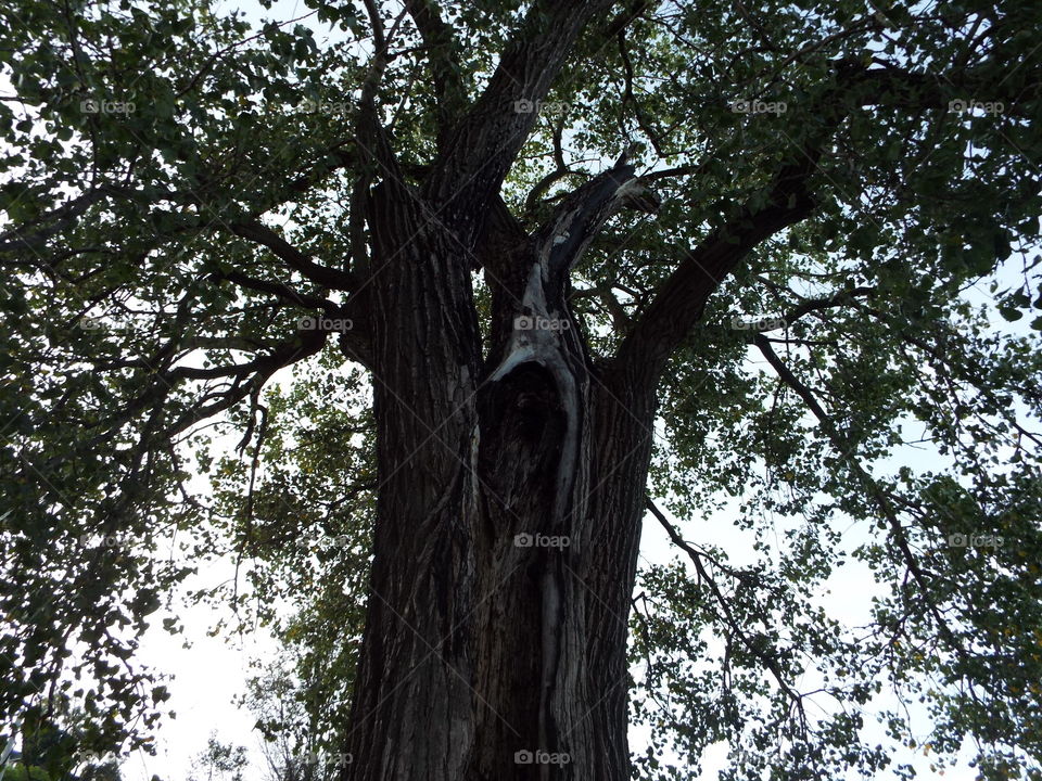Tree hit by lighting