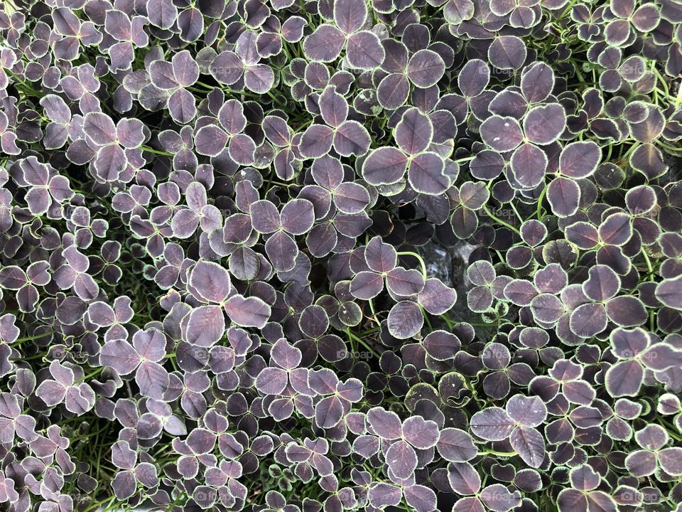 Green and purple leaves seen from above