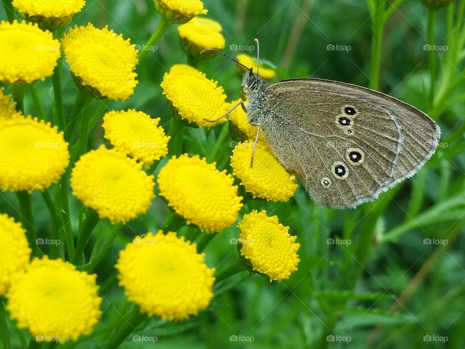 Butterfly on yellow flowers