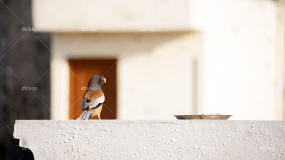 Rufous treepie trying to blend in with the background.