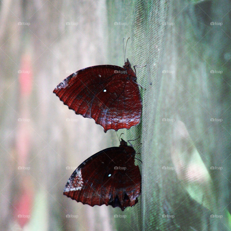 green butterfly brown thailand by hofit25