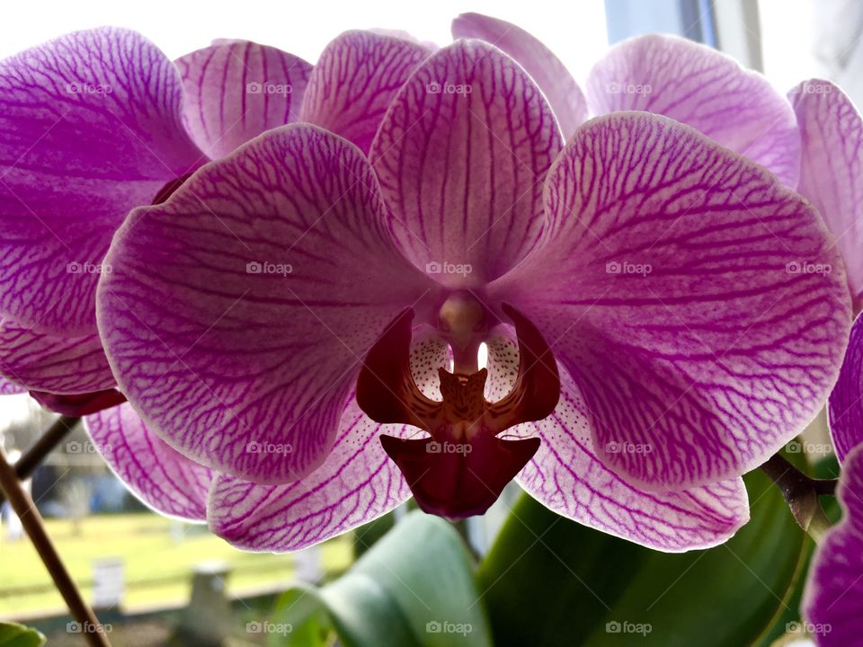 Eine schone Orchidee 