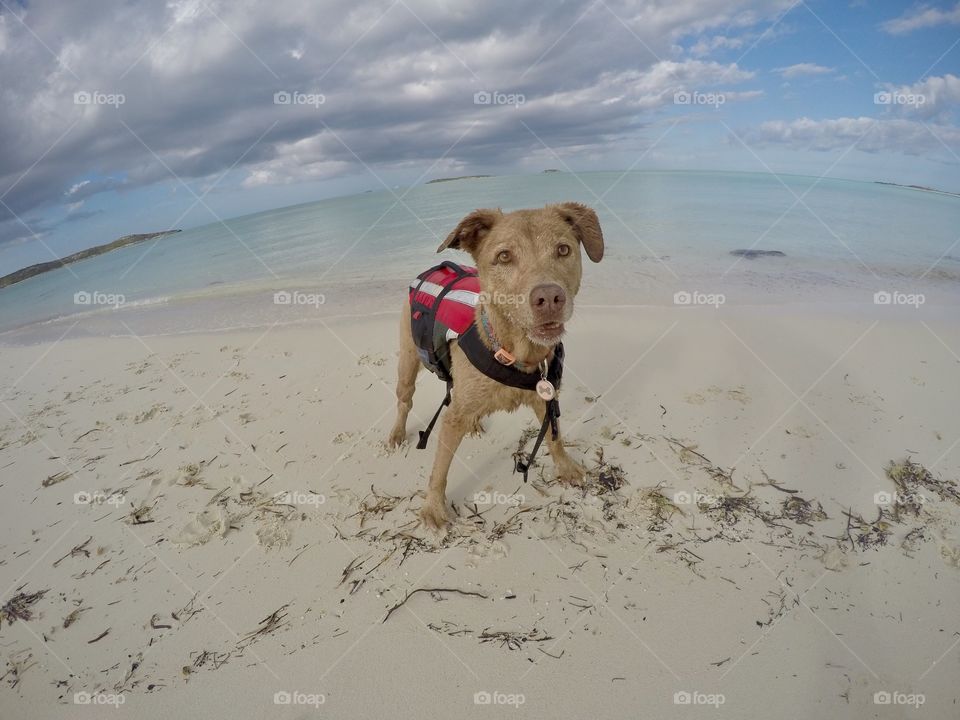 Happy dog on beach in the Bahamas