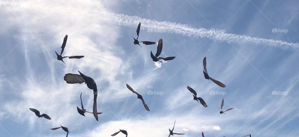 Beautiful flying pigeons cross the sky