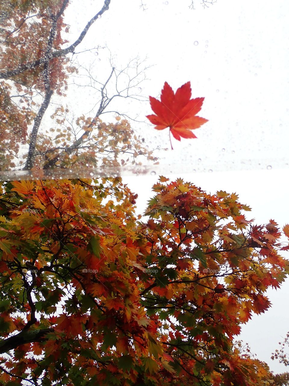 Beautiful colorfull fall trees