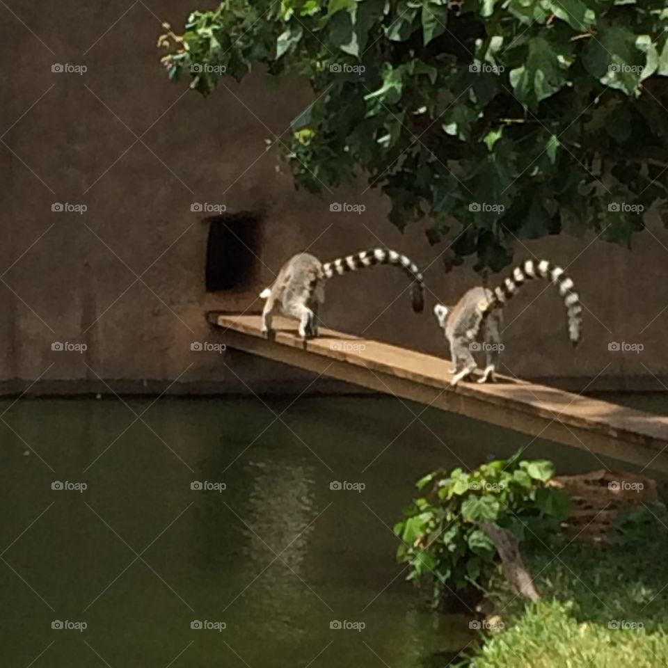 Lemurs. Lemurs