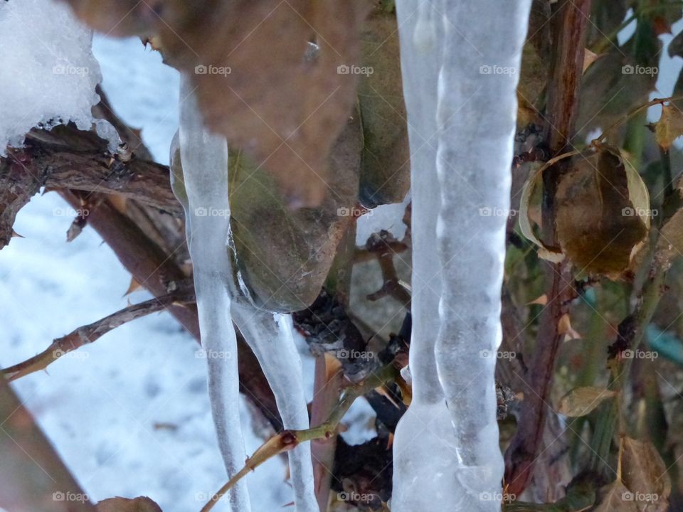 Icicles on a bush