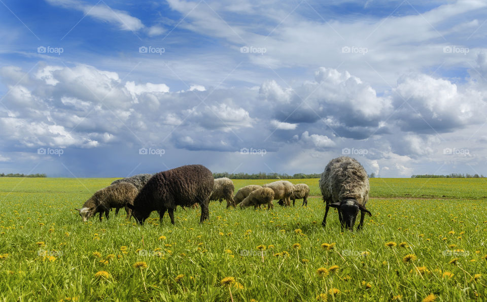 A herd of sheep grazing on a bright green meadow. Green grass and bright blue sky with beautiful clouds.