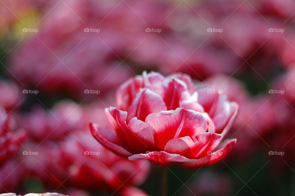 Close-up of red tulip