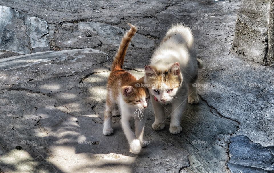 Greek cats