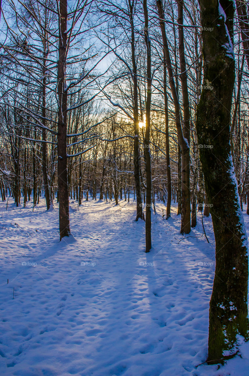 winter landscape