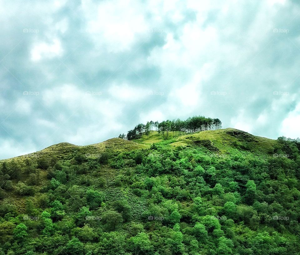Trees upon a green and lush hilltop in Scotland