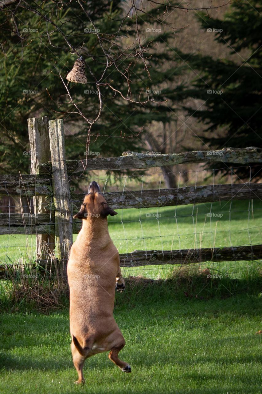 Dog standing on one paw trying to get the bird feeder