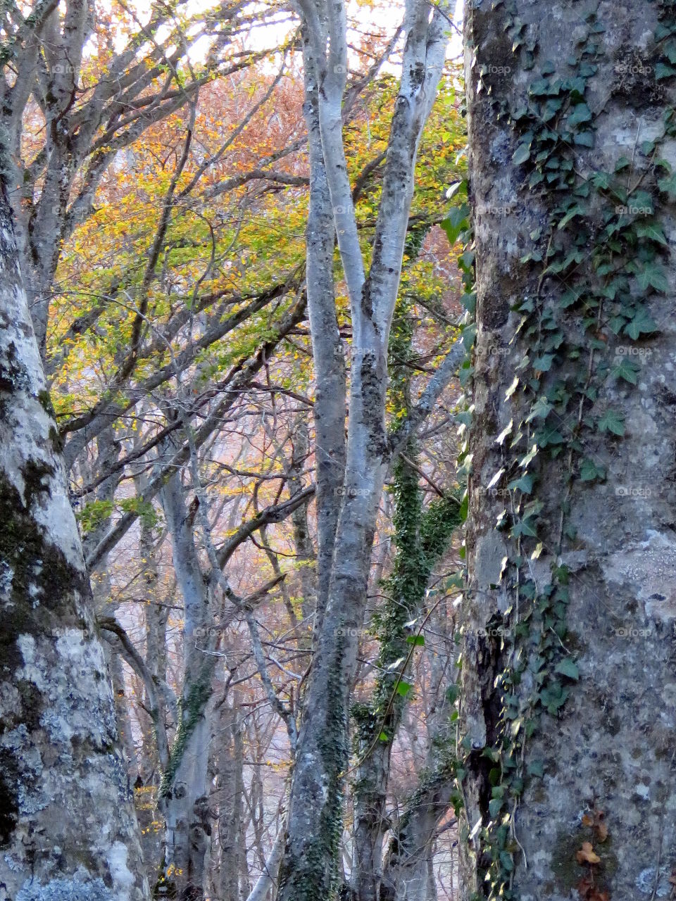 autumn leaves and beeches view in the trees fork