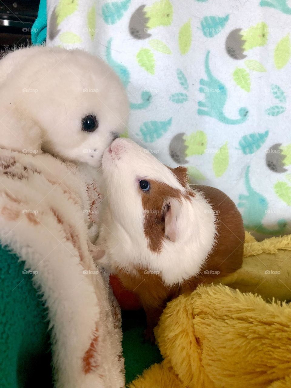 Nicky playing with his toy / playful Guinea pig 