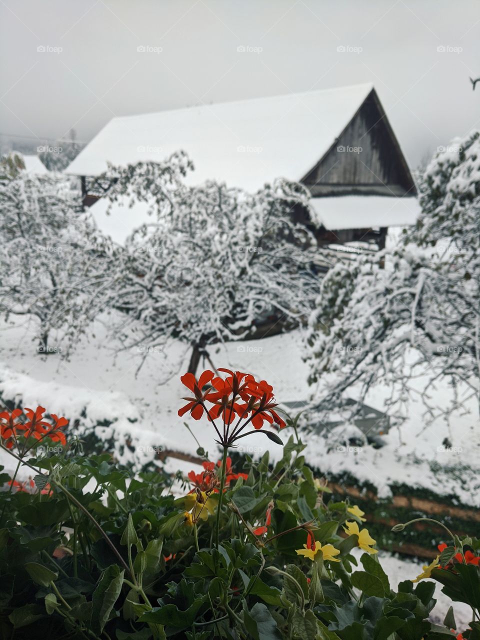 View of snowfall over the village and snow-covered Christmas trees in winter
