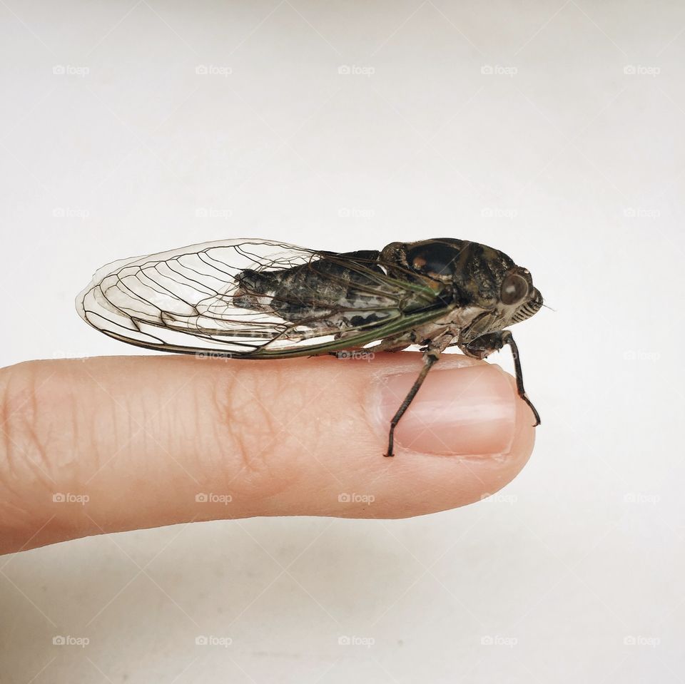 Cicada on a finger