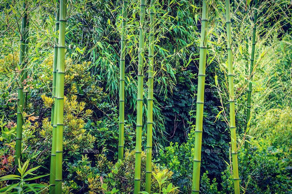 Lush setting with bamboo