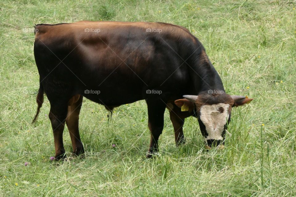Domestic Cattle