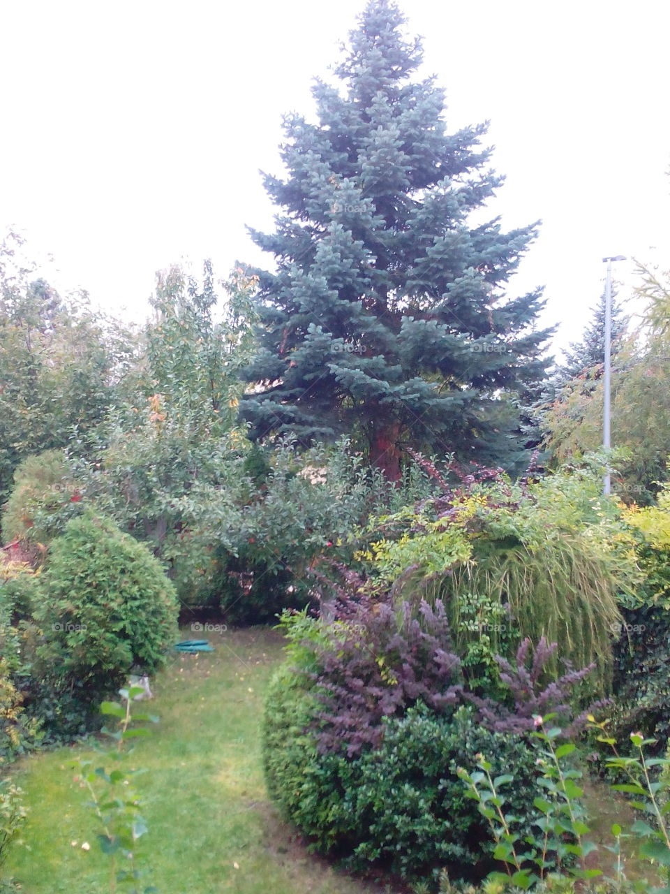 Tree, Garden, No Person, Flower, Nature