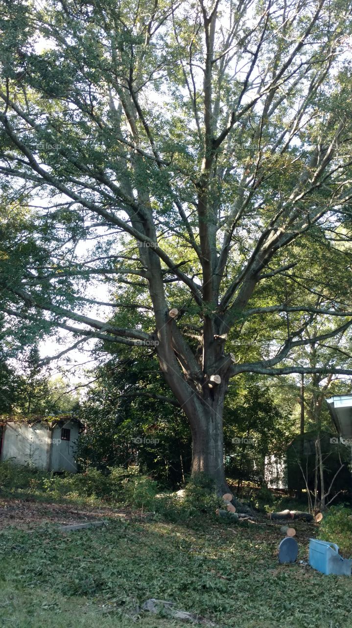 Tree, Wood, Landscape, Nature, Park