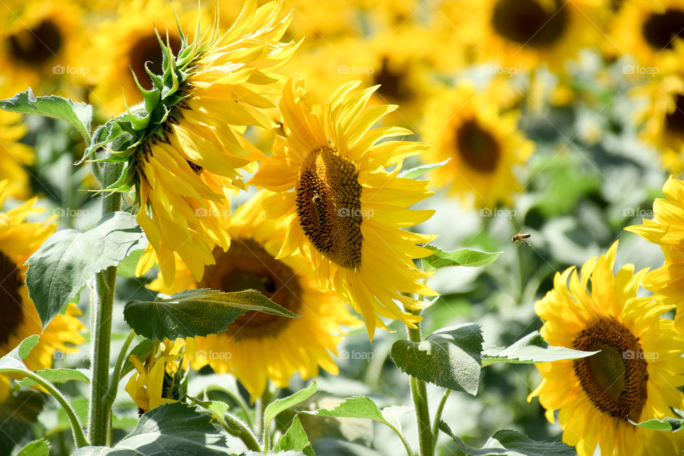 Nature, Flower, Summer, Flora, Sunflower