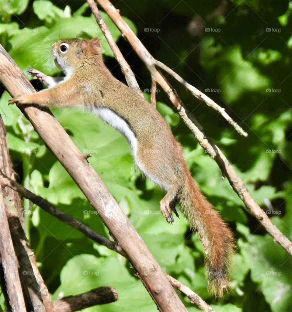 A squirrel jumping on a tree