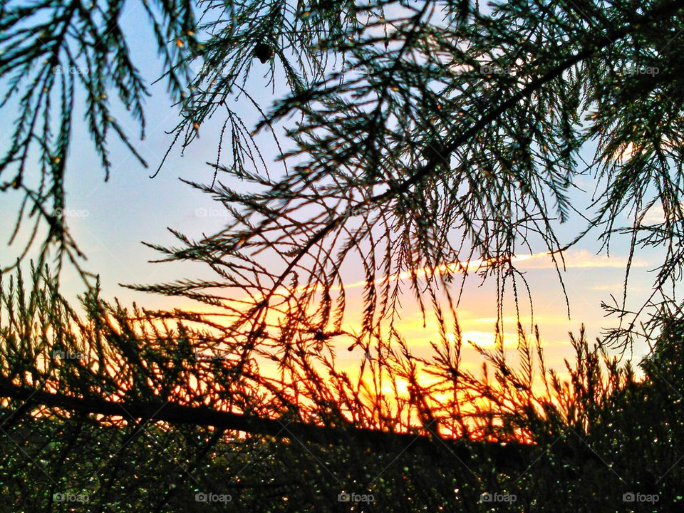 Golden hour through cypress. Cypress branches showing golden skies before sunrise