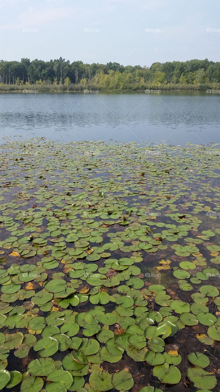 Water lily floating on lake