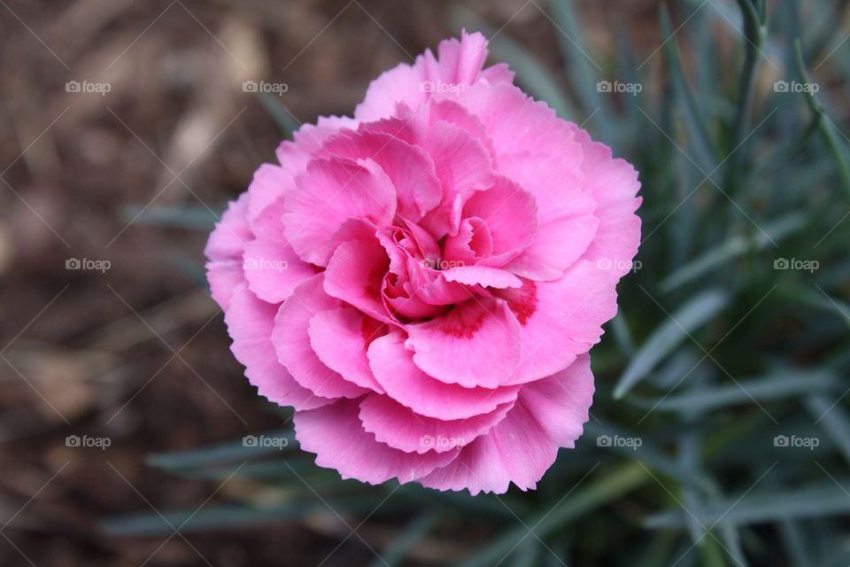 Mini Pink Carnation