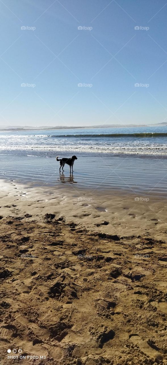 a beautiful dog near the beach.