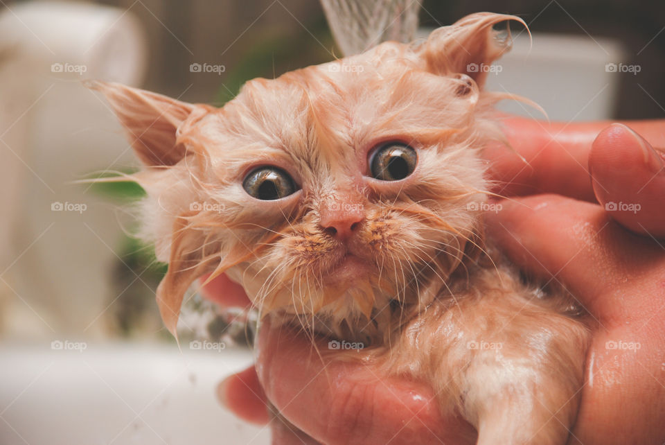 Person washing their kitten