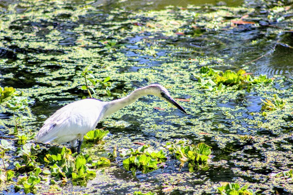 Water, Nature, Bird, Pool, Lake