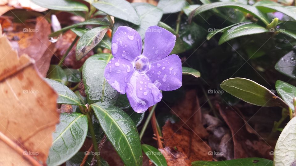 purple flower. spring garden