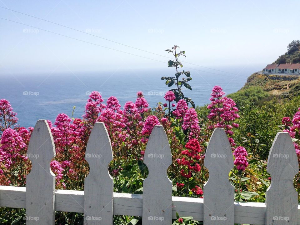 Close-up of fence with flowers