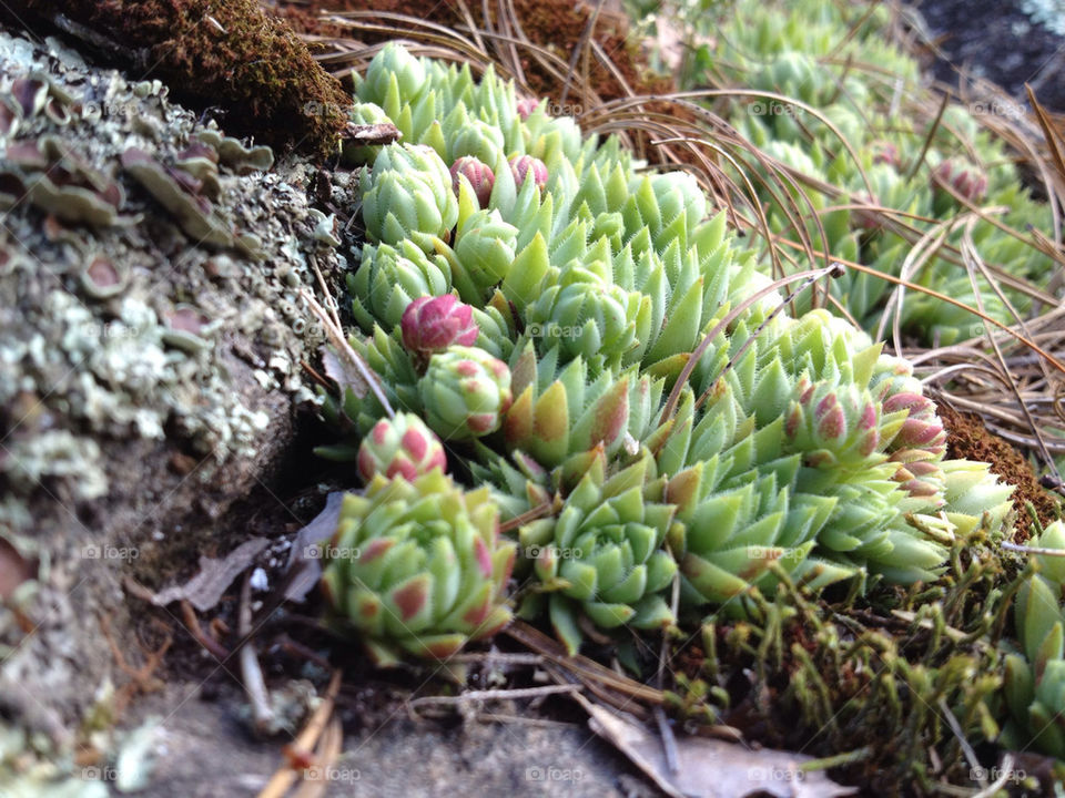 ground plant cover rock by miowan