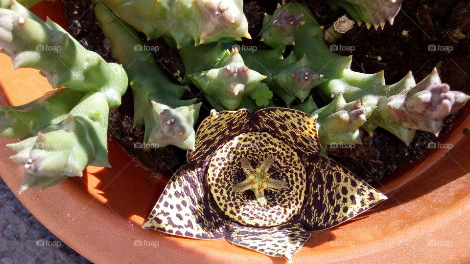 floweriy stapelia Variegata Orbea cactus