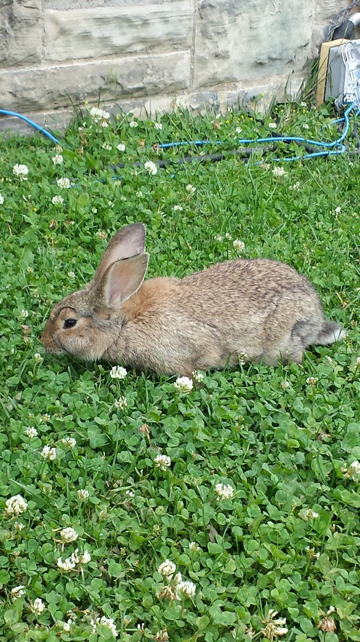 Rabbit springtime