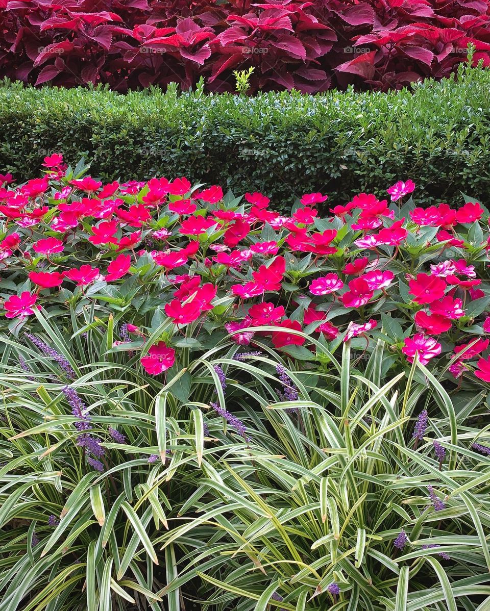 Plants in the garden