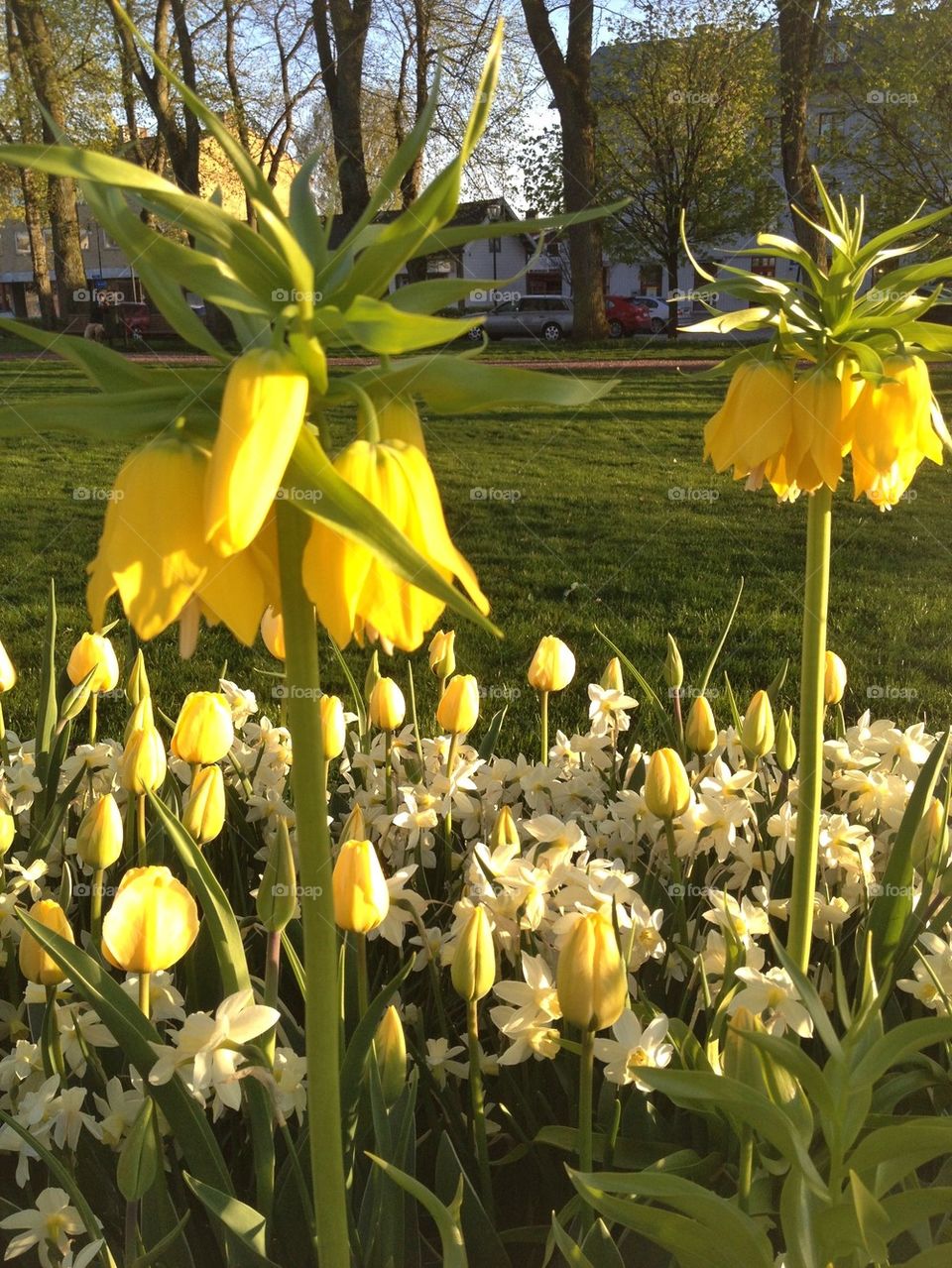 Spring flowers in bloom