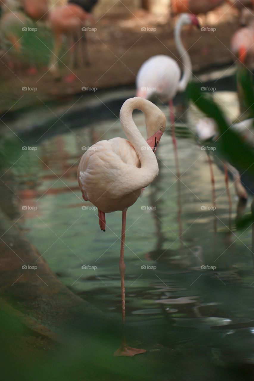 The flamingo