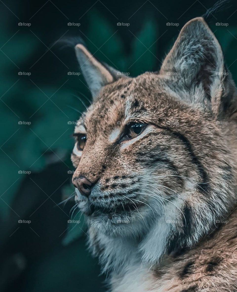 wild cat.. photography