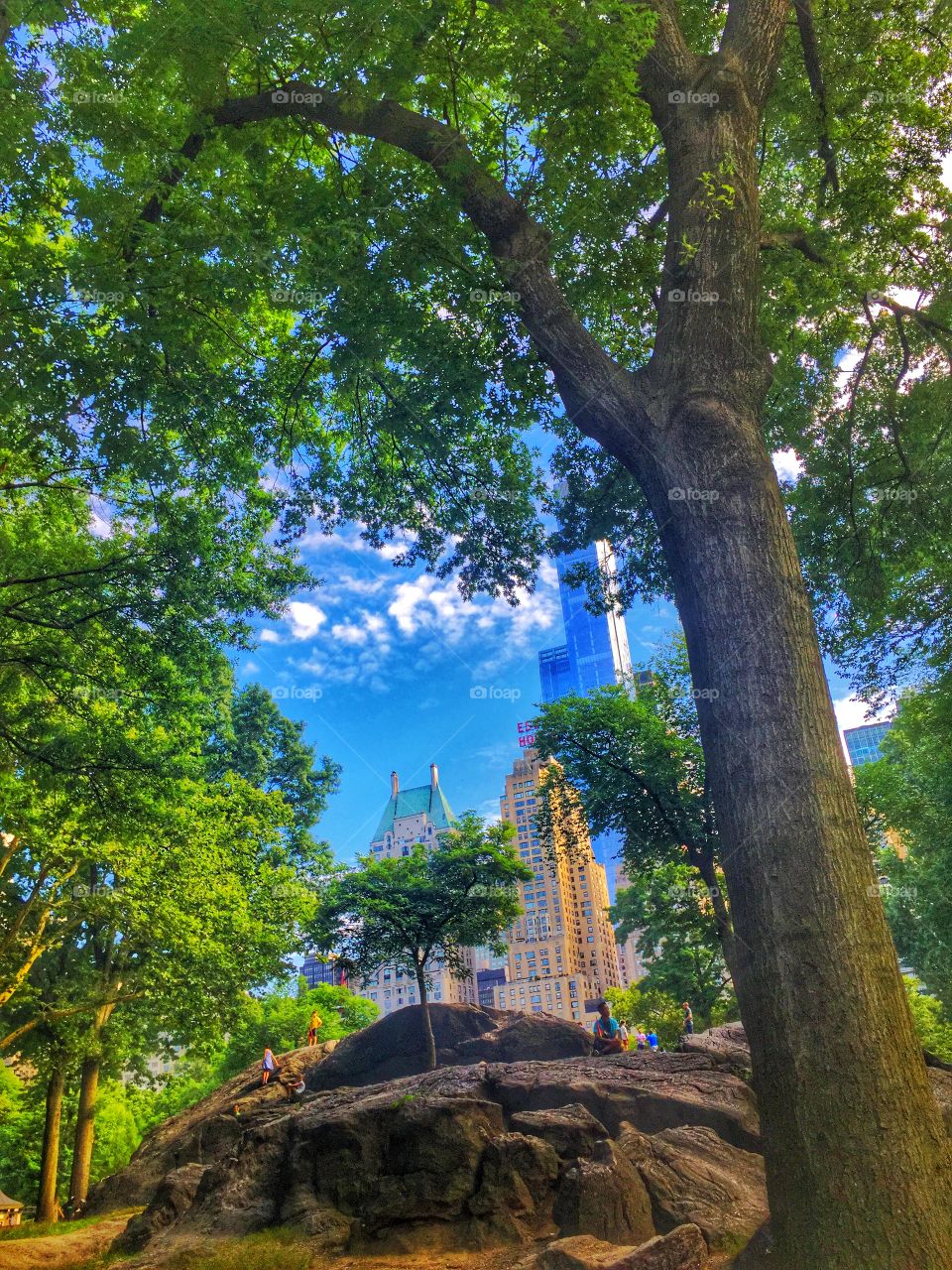 City Scape. A view of Manhattan from Central Park