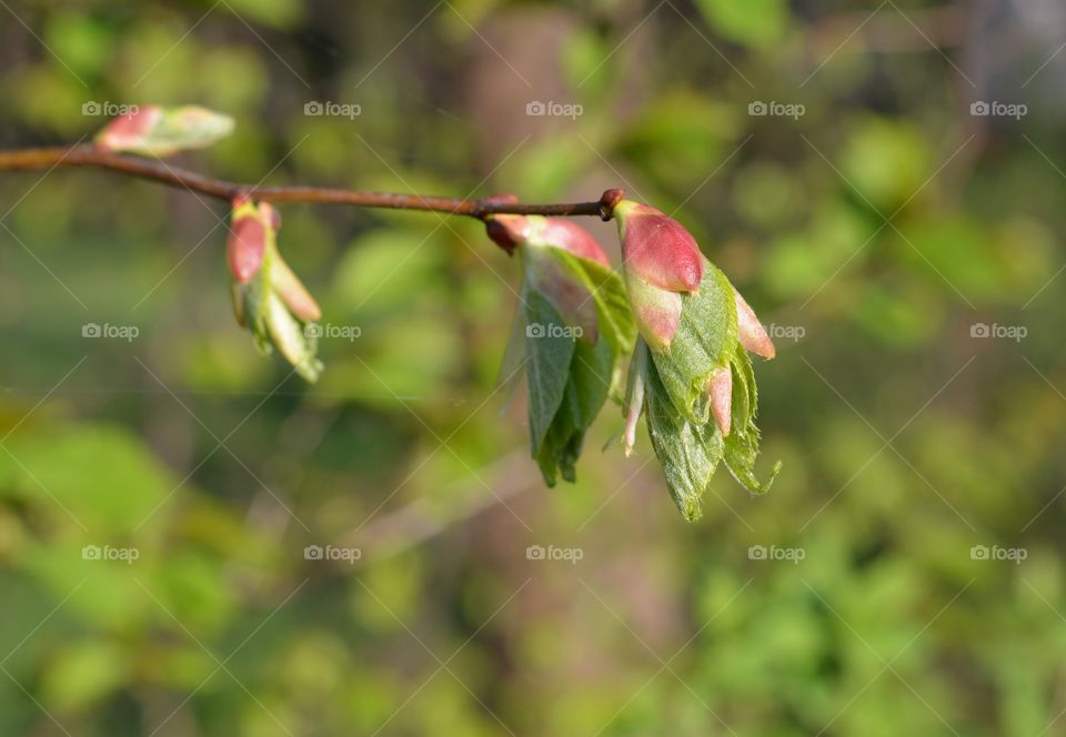 young green leaf branch tree spring time