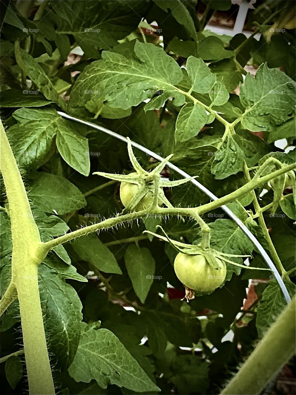 Tomato Plants