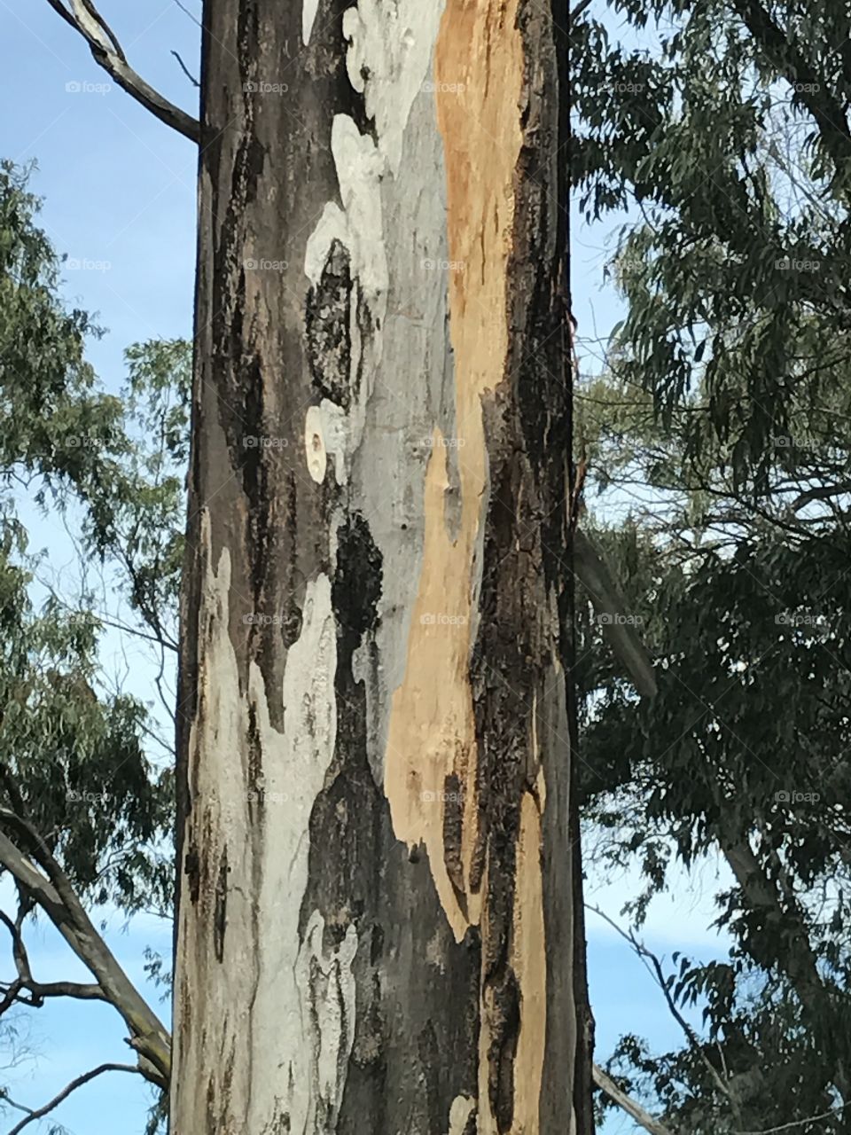 Beautiful Bark