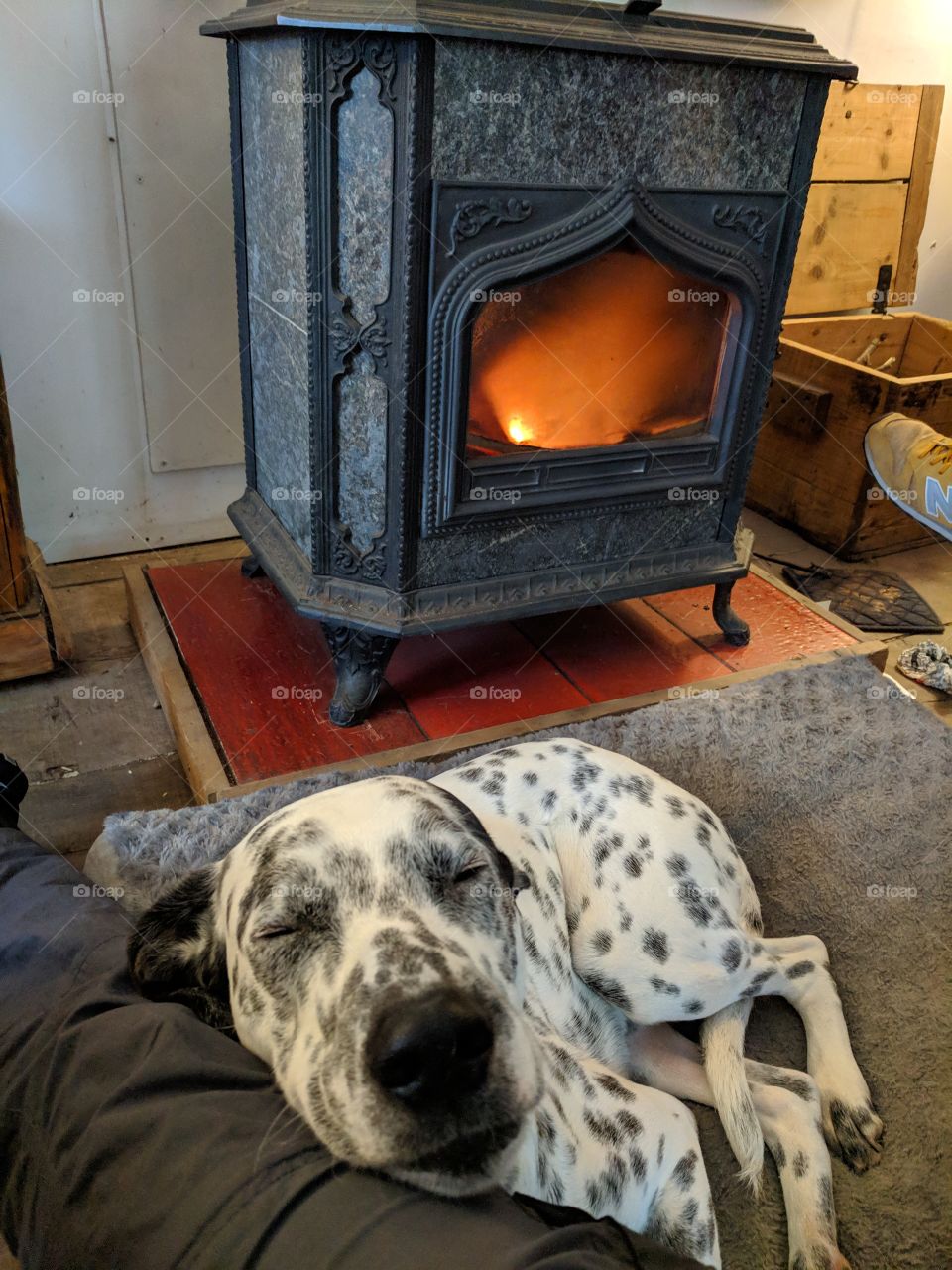 Sleeping dog at the warm and burning fireplace